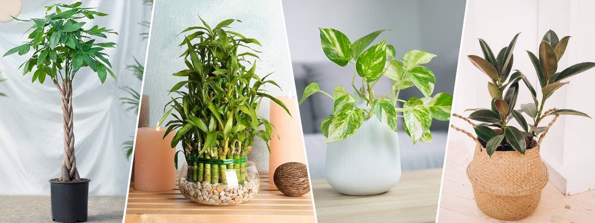 What are the best plants to plant in the house? add beauty to the house